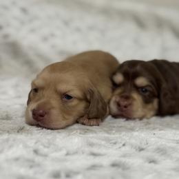 Dachshund Puppies from Suzie’s Mini Doxies
