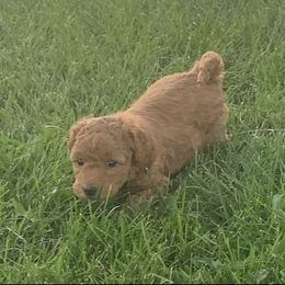 German Shorthaired Pointer and Labradoodle Puppies from Faddis Family Farms
