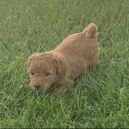 German Shorthaired Pointer and Labradoodle Puppies from Faddis Family Farms
