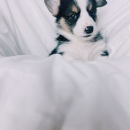 American Corgi and Pembroke Welsh Corgi Puppies from San Diego Corgi Haven