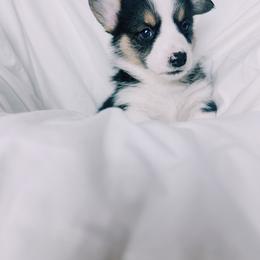 American Corgi and Pembroke Welsh Corgi Puppies from San Diego Corgi Haven