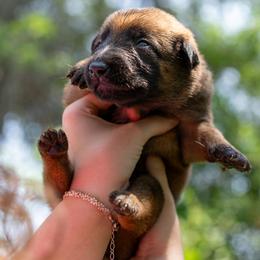 Hawk - Fawn male Belgian Malinois puppy in Lincoln, Nebraska from Nebraska K9