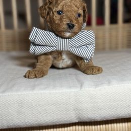 Woody - Red  male Poodle puppy in Tampa, Florida from The Sweet Life of a Toy Poodle