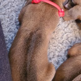 Red - Wheaten blk nose Rhodesian Ridgeback puppy in Colgate, Wisconsin from Zenkosi Ridgebacks