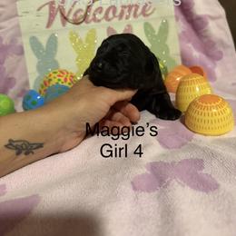 Girl 4 - Black female Labrador Retriever puppy in Wittmann, Arizona from AM Labradors