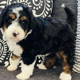 Bernedoodle and Goldendoodle Puppies from Renowned Bernedoodles and Goldendoodles