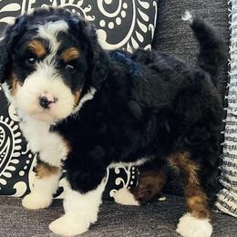 Bernedoodle and Goldendoodle Puppies from Renowned Bernedoodles and Goldendoodles
