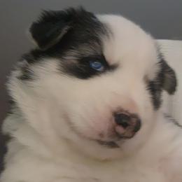 Girl 1 - Black and white female Siberian Husky puppy in Helen, Georgia from Royal Siberian AKC Huskies