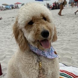 Assorted Doodle Crosses and Goldendoodles from D & L Doodles