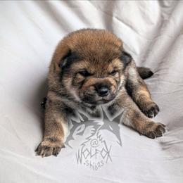 Kozumo - Sesame male Shiba Inu puppy in California from WOLFOX shiba inu