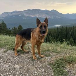 Zeke - Black and red male German Shepherd puppy in Ronan, Montana from Semper Fi K9 Montana