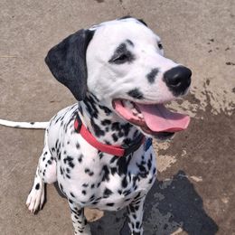 Hiccup - Dalmatian