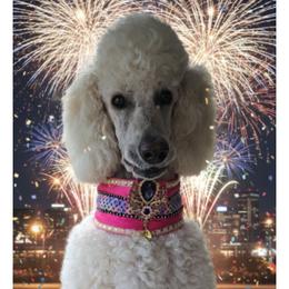 Mazie - Poodle