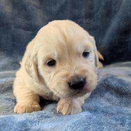Blue - Light golden male Golden Retriever puppy in Roseburg, Oregon from Unbound Goldens