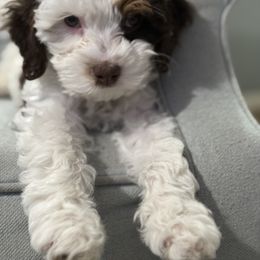 Cavapoo and Morkie Puppies from Floralie Doodles