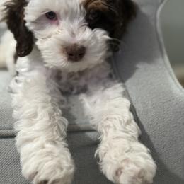 Cavapoo and Morkie Puppies from Floralie Doodles