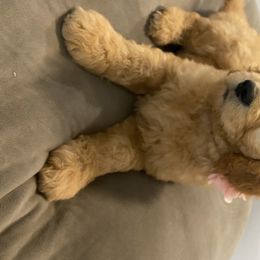 Goldendoodle Puppies from Jeanbeans Doodles