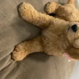 Goldendoodle Puppies from Jeanbeans Doodles