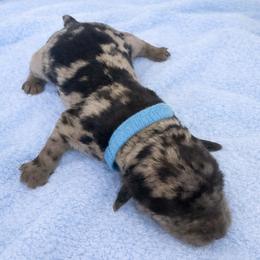 Benedict blue collar - Merle male Goldendoodle puppy in North Branch, Michigan from Graceful Miniature Goldendoodles