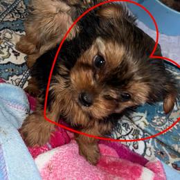 Penny CKC - Blue and gold female Yorkshire Terrier puppy in Cape Coral, Florida from Katherine’s Yorkies and Poodles