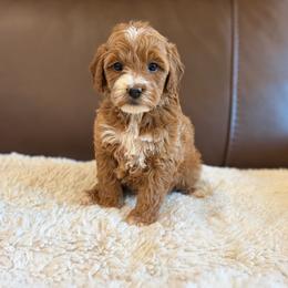 Cookie - Red  female Goldendoodle puppy in Sallisaw, Oklahoma from Huddle Puppies