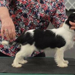 Cavalier King Charles Spaniel Puppies from Karlee Gray Stone Cavaliers