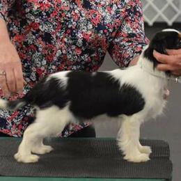 Cavalier King Charles Spaniel Puppies from Karlee Gray Stone Cavaliers