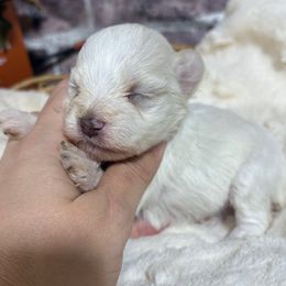 Fendi - White male Miniature Schnauzer puppy in Lufkin, Texas from C&K’s Schnauzer House