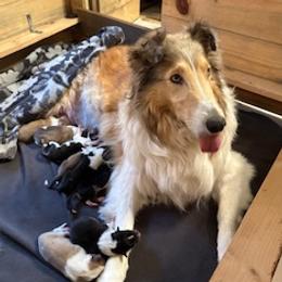 Scottish Collie puppies from Sundance Scottish-Colleys