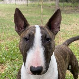 Marilyn - Miniature Bull Terrier