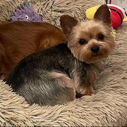 Rosie - Yorkshire Terrier