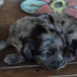 Boy 2 - Blue merle male Aussiedoodle puppy in Lawton, Oklahoma from Lindsey’s Aussies