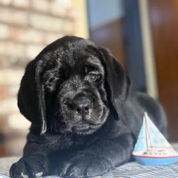 Skipper - Black male Labrador Retriever puppy in Dixon, California from Rosslyn Labradors (Rose-Line)
