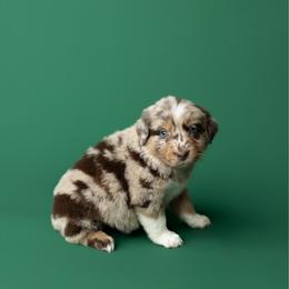 Hazel - Red merle female Australian Shepherd puppy in Kathleen, Georgia from CM Farm