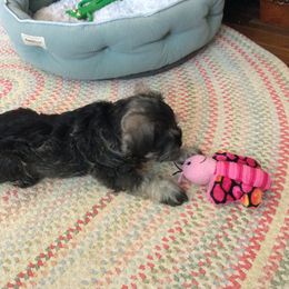 Goldendoodle and Miniature Schnauzer Puppies from Very Special Mini Schnauzers and Goldendoodles