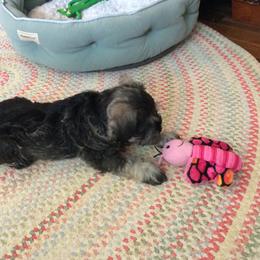 Goldendoodle and Miniature Schnauzer Puppies from Very Special Mini Schnauzers and Goldendoodles