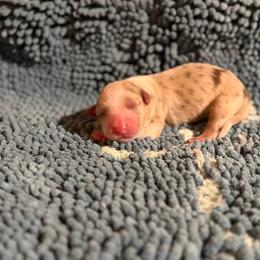 Kovu - Red merle male Australian Shepherd puppy in Smithfield, Utah from C&C Ranch