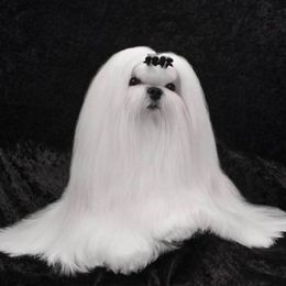 Maltese from Sandra Grizzell