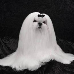 Maltese from Sandra Grizzell