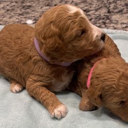 Goldendoodle and Poodle Puppies from Duffey’s IncrediDoodles