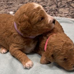 Goldendoodle and Poodle Puppies from Duffey’s IncrediDoodles