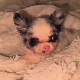 Chihuahua Puppies from Dreamy Divine Chihuahuas