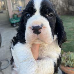 Black White 2 - Black and white male English Springer Spaniel puppy in California from Pridemark