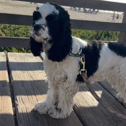 Cocker Spaniel All Grown Up from Carvajal Cockers