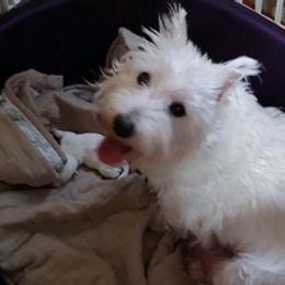 Cotons de Tulear, Mi-Kis, and West Highland White Terriers from My Little Puppy Paws