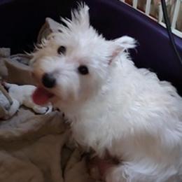 Cotons de Tulear, Mi-Kis, and West Highland White Terriers from My Little Puppy Paws