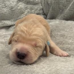 Cruella Deville- Teal Collar - Golden female Golden Retriever puppy in Monterey, Tennessee from Lawson’s Green Acres Goldens and Mini Dachshunds
