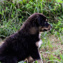 Australian Shepherd Puppies from Kenmont Kennels