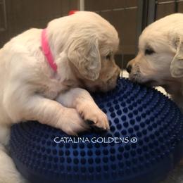 Golden Retriever Puppies from Catalina Goldens European Pedigree Companions®