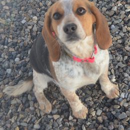 Beagle and Labrador Retriever All Grown Up from Badland Kennel
